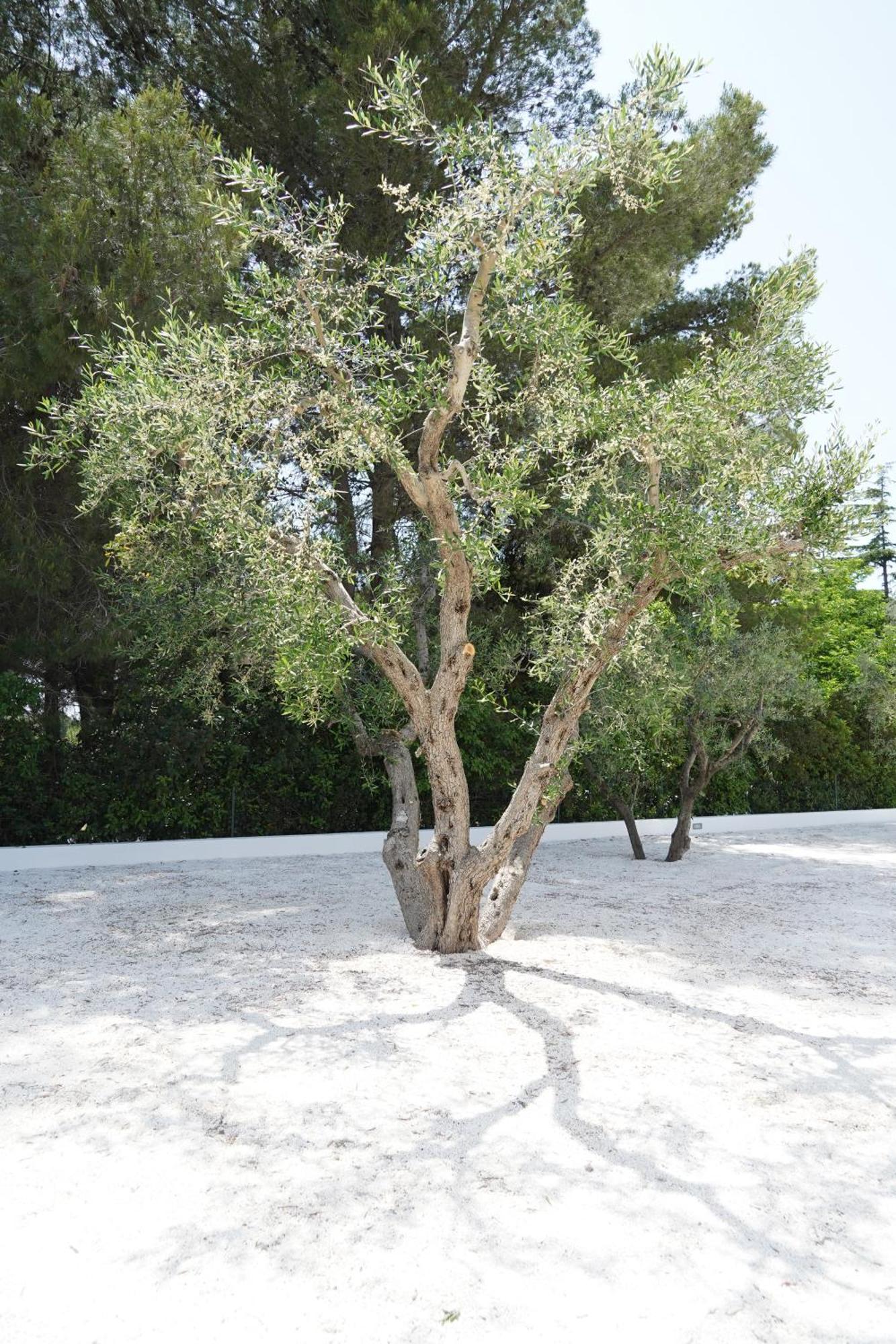 Luoghi Di Puglia Ostuni Exterior foto
